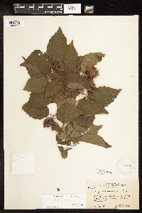 Corylus americana image