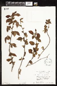 Corylus americana image