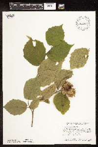 Corylus americana image
