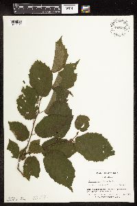Corylus americana image