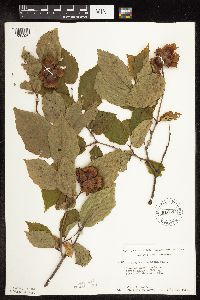 Corylus americana image