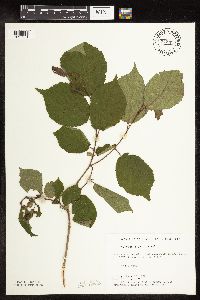 Corylus americana image