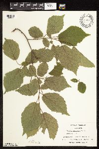 Corylus americana image
