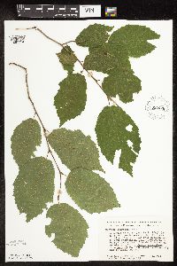Corylus americana image