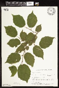 Corylus americana image
