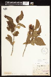 Corylus americana image