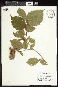 Corylus americana image
