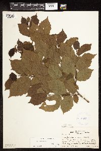 Corylus americana image