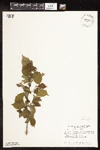 Corylus americana image