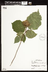 Corylus americana image