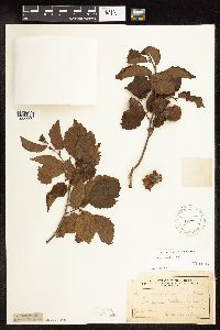 Corylus americana image