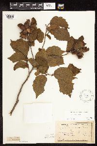 Corylus americana image