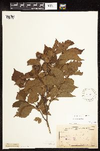 Corylus americana image