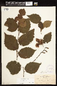 Corylus americana image