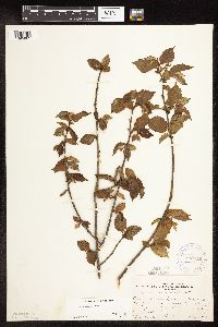 Corylus americana image