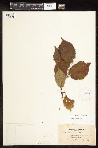 Corylus americana image