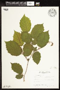 Corylus americana image