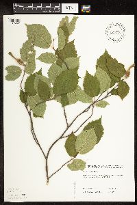 Corylus cornuta image