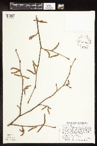 Corylus cornuta image