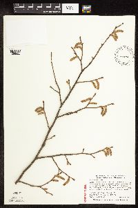 Corylus cornuta subsp. cornuta image