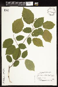 Corylus cornuta image