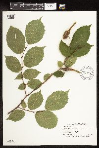 Corylus cornuta image