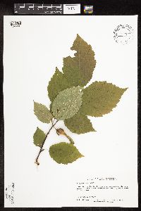 Corylus cornuta image