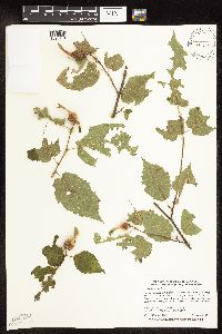 Corylus cornuta image