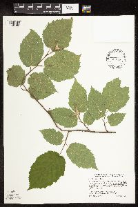 Corylus cornuta image
