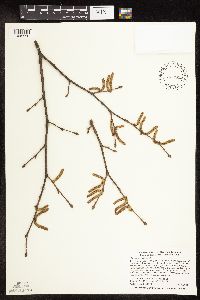 Corylus cornuta image