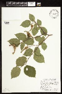 Corylus cornuta subsp. cornuta image
