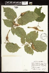Corylus cornuta subsp. cornuta image