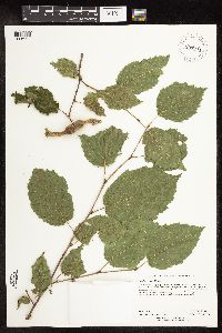 Corylus cornuta subsp. cornuta image