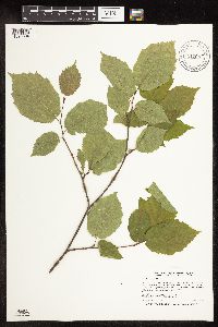 Corylus cornuta subsp. cornuta image