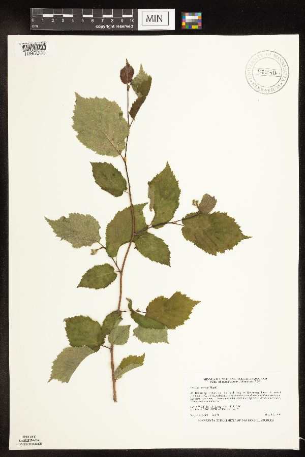 Corylus cornuta image