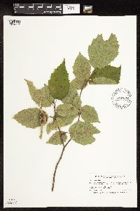 Corylus cornuta subsp. cornuta image