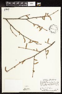 Corylus cornuta image