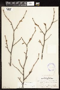 Corylus cornuta subsp. cornuta image