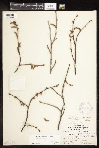 Corylus cornuta image