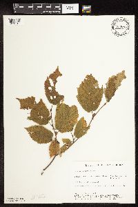 Corylus cornuta subsp. cornuta image
