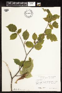 Corylus cornuta image