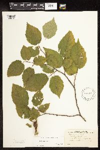 Corylus cornuta image