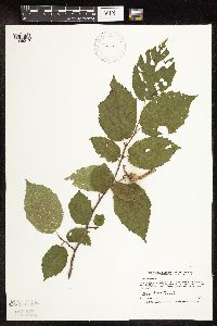 Corylus cornuta image