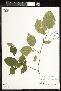Corylus cornuta image