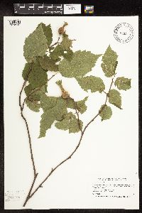 Corylus cornuta subsp. cornuta image
