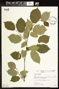 Corylus cornuta image