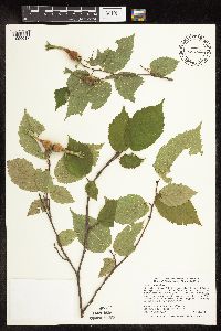 Corylus cornuta image