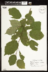 Corylus cornuta image