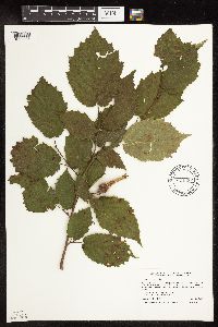 Corylus cornuta image