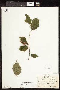 Corylus cornuta image